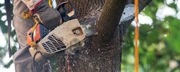 Why Choose Our Tree Removal Services in Sardis City, AL?