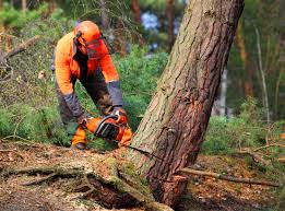 Professional Tree Services in Sardis City, AL